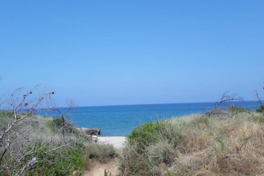 Appartement Les Pieds Dans L'Eau 300 M Plage - 2 Piscines Linguizzetta エクステリア 写真